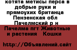 котята метисы перса в добрые руки и 2 прямоухих британца - Пензенская обл., Пачелмский р-н, Пачелма пгт Животные и растения » Кошки   